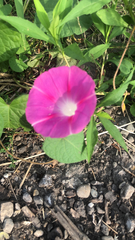 Ipomoea orizabensis