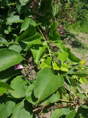 Fridericia patellifera