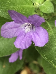 Ruellia drummondiana