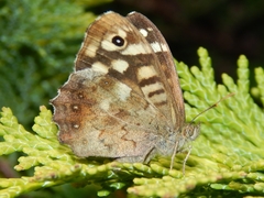 Pararge aegeria