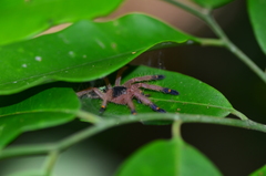 Ephebopus cyanognathus