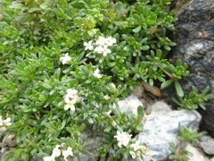 Galium cometerhizon