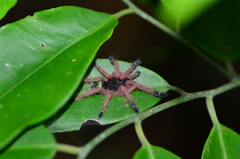 Ephebopus cyanognathus