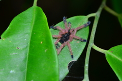Ephebopus cyanognathus