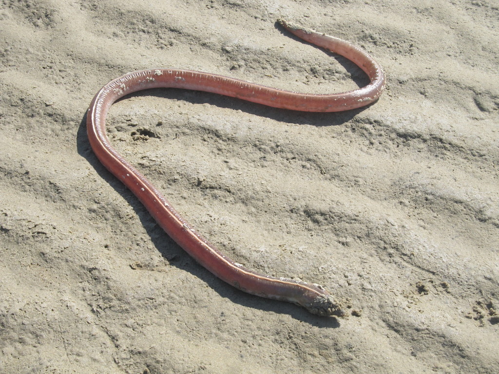 Draad-slangaal (Bascanichthys paulensis) — Ophichthidae