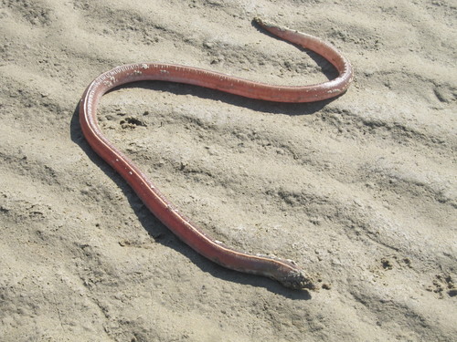 Whip snake eel (Bascanichthys paulensis) — Ophichthidae