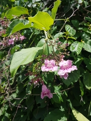 Fridericia patellifera