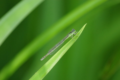 Ischnura asiatica