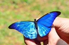 Morpho rhetenor