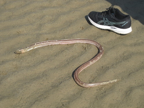 Whip snake eel (Bascanichthys paulensis) — Ophichthidae — 2