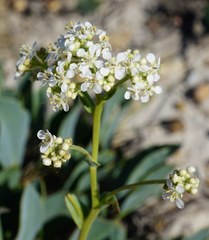 Lepidium cartilagineum