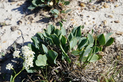 Lepidium cartilagineum