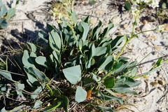 Lepidium cartilagineum