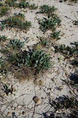 Lepidium cartilagineum