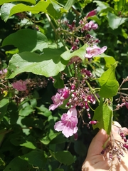 Fridericia patellifera