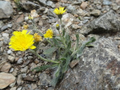 Pilosella breviscapa