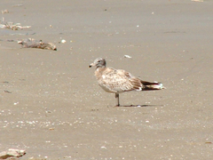 Larus atlanticus