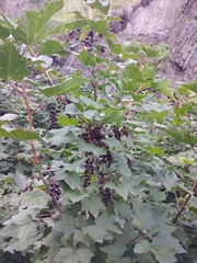 Ribes petraeum caucasicum