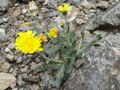 Pilosella breviscapa