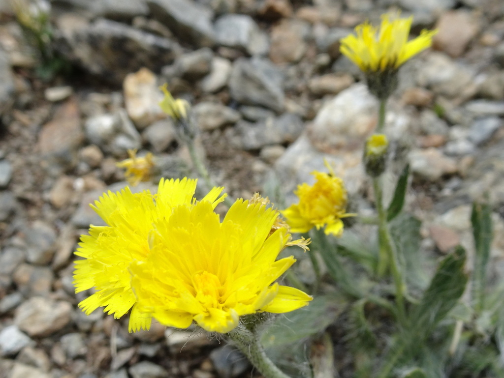 Pilosella breviscapa