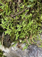 Selaginella helvetica