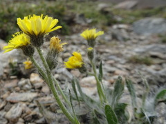 Pilosella breviscapa