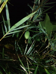 Solena amplexicaulis