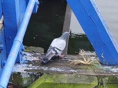 Columba livia domestica