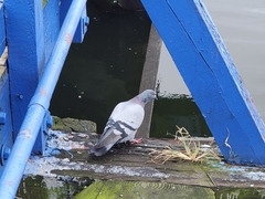 Columba livia domestica