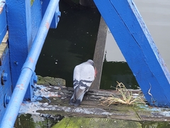 Columba livia domestica