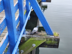 Columba livia domestica