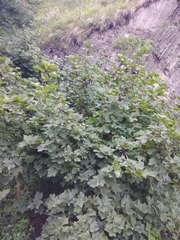 Ribes petraeum caucasicum