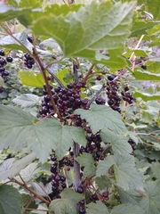 Ribes petraeum caucasicum