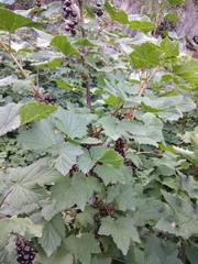 Ribes petraeum caucasicum