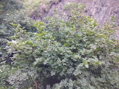 Ribes petraeum caucasicum