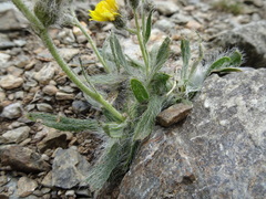 Pilosella breviscapa