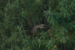 Accipiter nisus