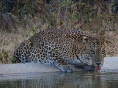 Panthera pardus kotiya