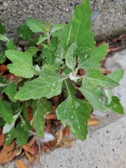 Chenopodium album