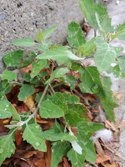 Chenopodium album