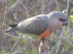 Poicephalus rufiventris