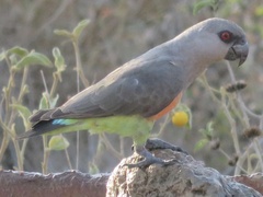 Poicephalus rufiventris