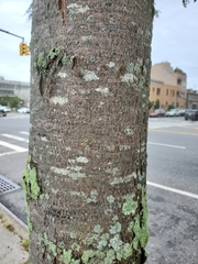 Gleditsia triacanthos