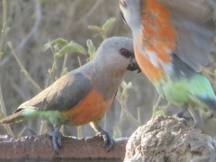 Poicephalus rufiventris