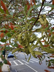 Gleditsia triacanthos