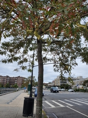 Gleditsia triacanthos