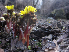 Adonis sutchuenensis