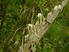 Brassavola cucullata
