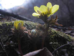 Adonis sutchuenensis