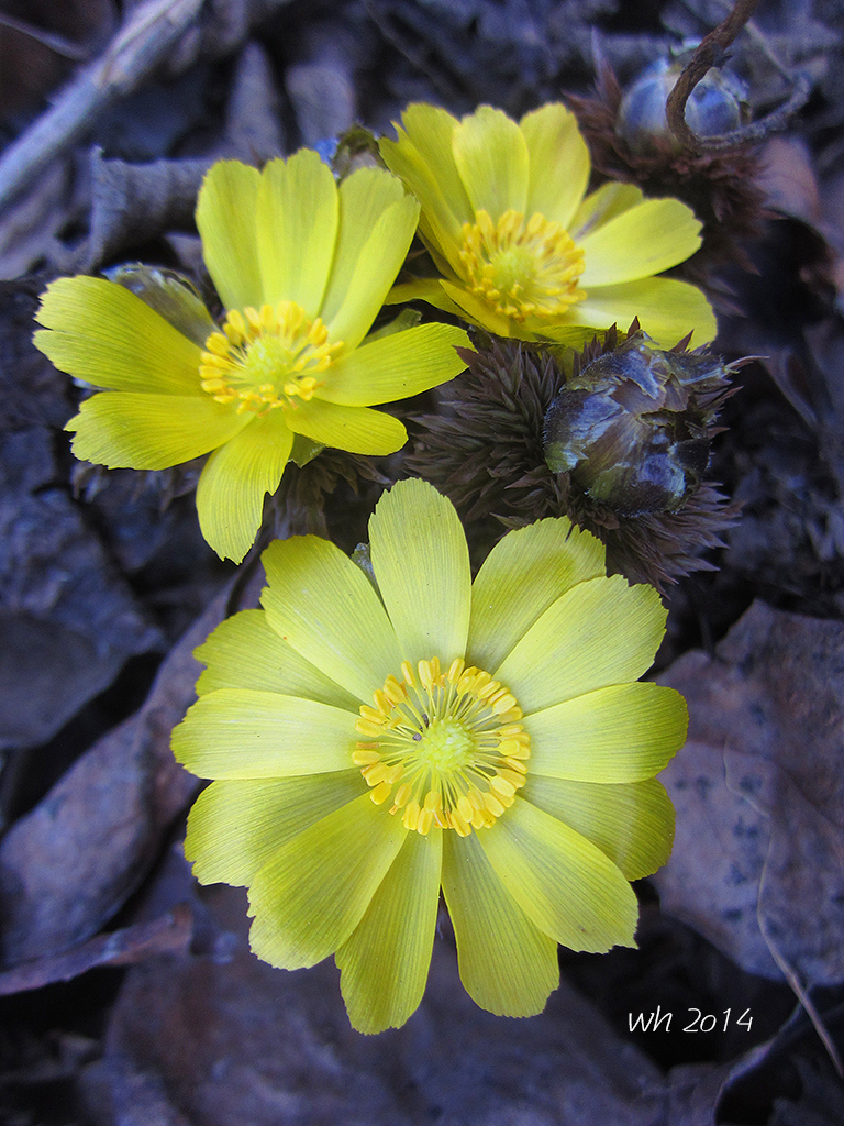 Adonis sutchuenensis